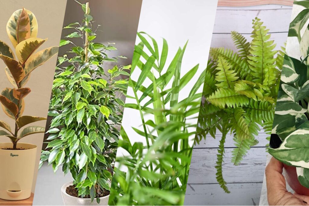 Discover the top 10 indoor plants for oxygen production, their species, benefits, and care tips. Boost your indoor air quality naturally with these green wonders.