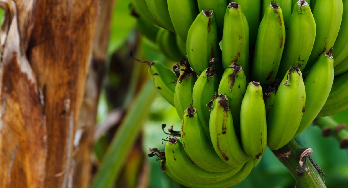 कच्च्या केळ्यांचे फायदे, पचन सुधारणा, वजन व्यवस्थापन, हृदय आरोग्य, त्वचेची काळजी, व पोषणमूल्य याबद्दल माहिती.